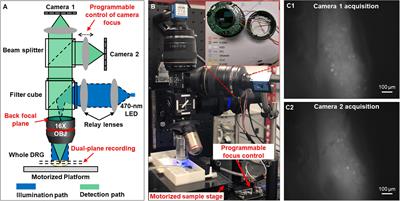 High-Throughput Functional Characterization of Visceral Afferents by Optical Recordings From Thoracolumbar and Lumbosacral Dorsal Root Ganglia
